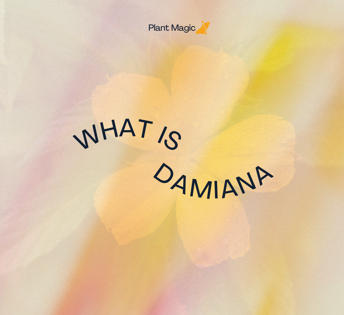 The herb for sexual arousal and stamina ~ Damiana