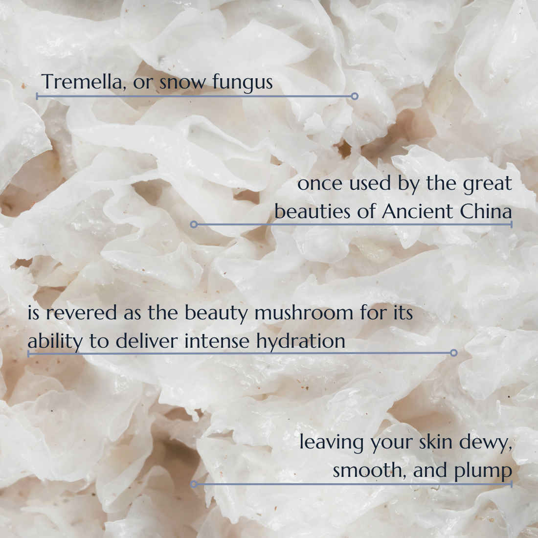 An up close photo of Tremella mushroom or snow fungus with bullet points of its history and use. Once used by the great beauties of ancient China, Tremella is revered as the beauty mushroom for its ability to deliver intense hydration leaving your skin dewy, smooth, and plump.
