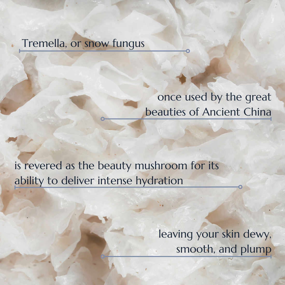 An up close photo of Tremella mushroom or snow fungus with bullet points of its history and use. Once used by the great beauties of ancient China, Tremella is revered as the beauty mushroom for its ability to deliver intense hydration leaving your skin dewy, smooth, and plump. 